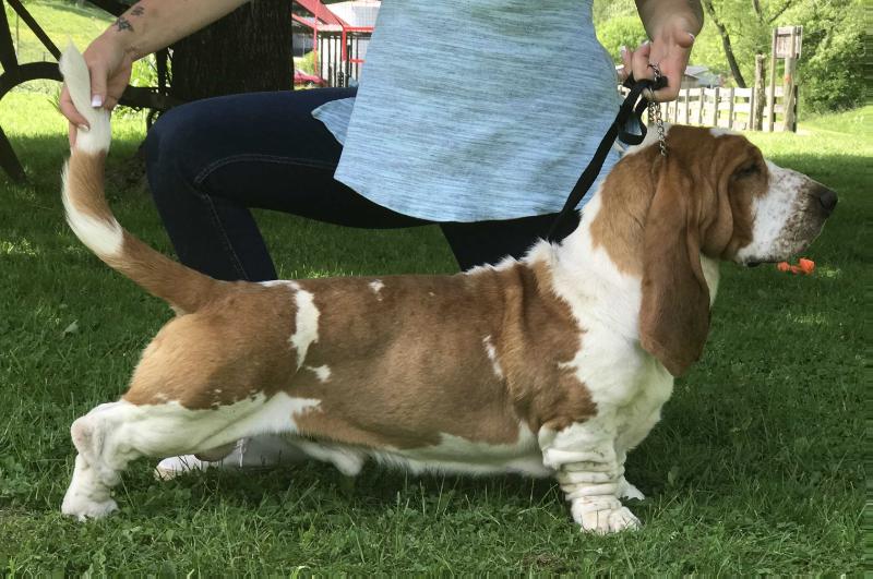 PIrandello Di Casa Dal Pino | Basset Hound 