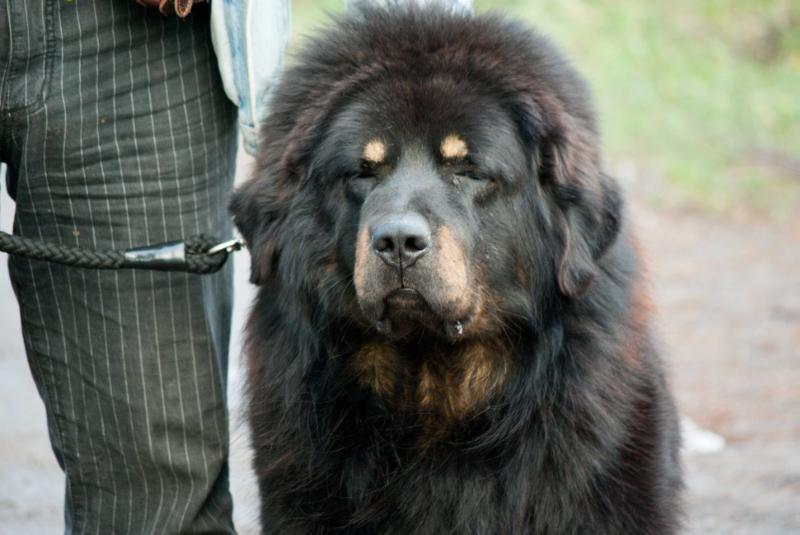 MALYSHKA AIRIN IBRAGIM | Tibetan Mastiff 