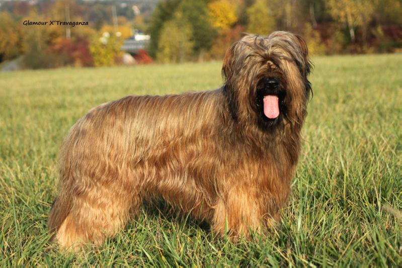 SUAVEMENTE BESAME de Los Niegos | Briard 