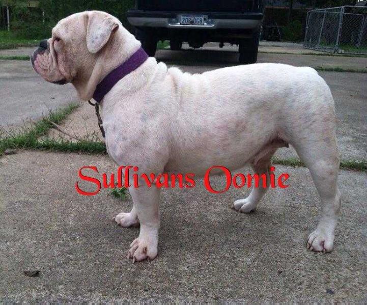 Sullivan's Oomie | Olde English Bulldogge 