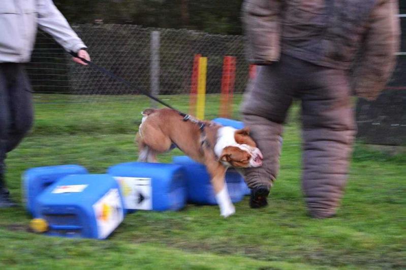 Workingbulls Denmark Aik | Olde English Bulldogge 