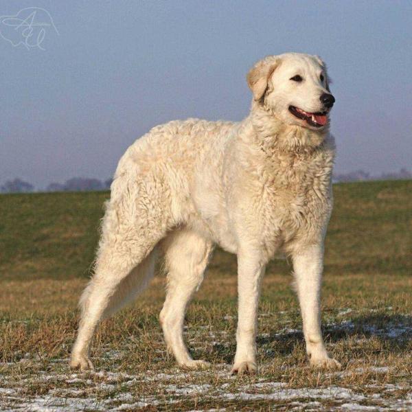 Abiya vom Perlenmond | Kuvasz 