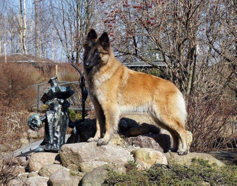 Nevalain Ihana Iris | Belgian Tervuren 