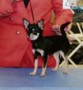 Dartan's Song Of Praise Of Envi | Chihuahua 