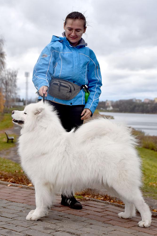 Belyi Volk Our New Celebrity | Samoyed 