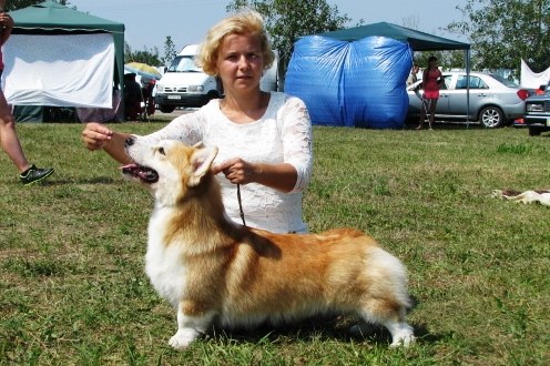 Lancelot Ukrboom | Pembroke Welsh Corgi 