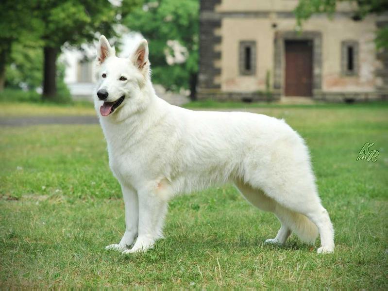 Nerys Ahlitah Quest | White Swiss Shepherd Dog 