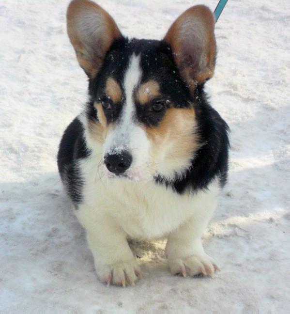 Dzhemini Edwin | Cardigan Welsh Corgi 