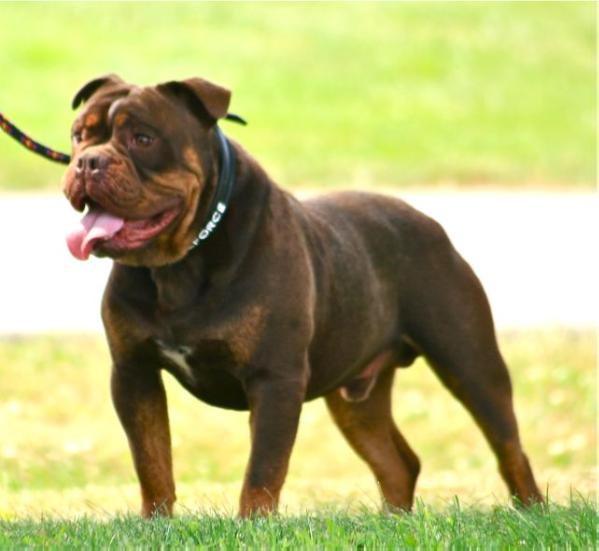 Bullforce Tiran | Olde English Bulldogge 