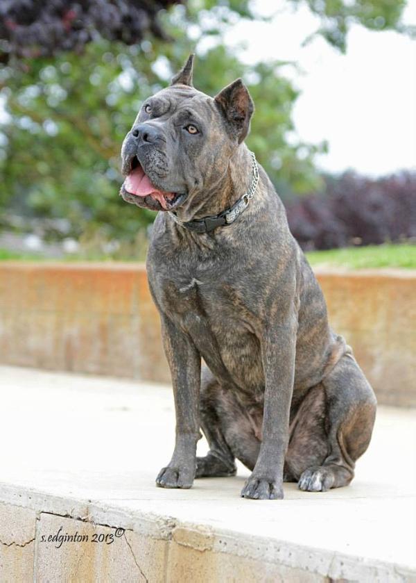 Stonecroft's Pretty Fierce Potrero | Cane Corso 