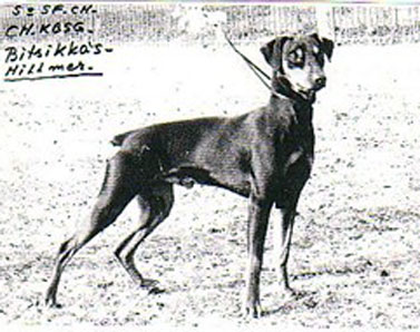 Bitsikka's HILLMER | German Pinscher 