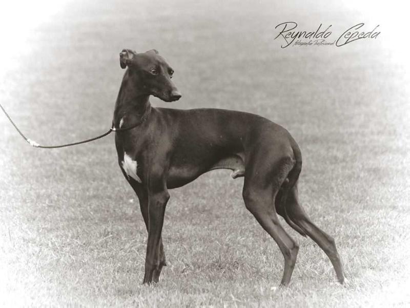 De La Casa Borromeo's Palenque de San Basilio | Italian Greyhound 