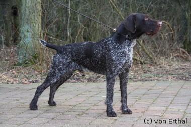 Brisko v Erthal | German Wirehaired Pointer 