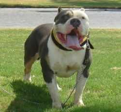 Alemans Dandi | American Pit Bull Terrier 