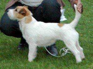 Carinthian Piedpipers LEONIE | Jack Russell Terrier 