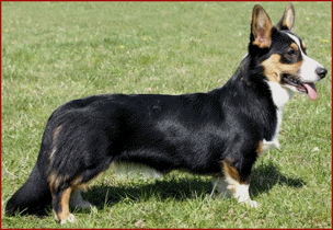 Dark Angel Haus Wityk Gaucho | Cardigan Welsh Corgi 