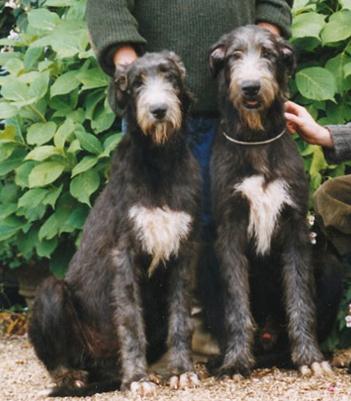 Alchymist Von Der Oelmuhle | Irish Wolfhound 