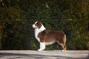 Criterias Carbon Copy at High5 | Australian Shepherd 