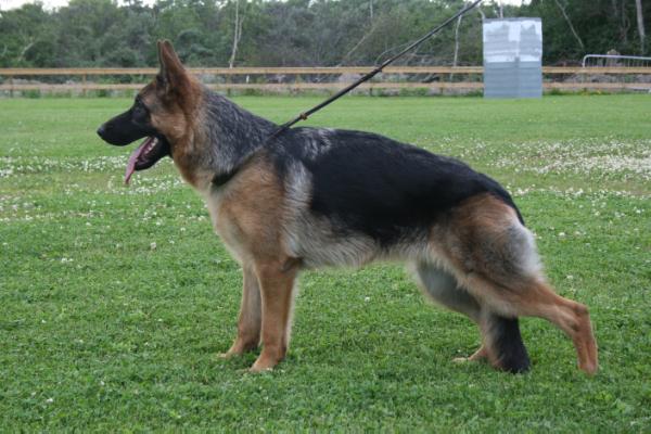 Chaila's Genova | German Shepherd Dog 