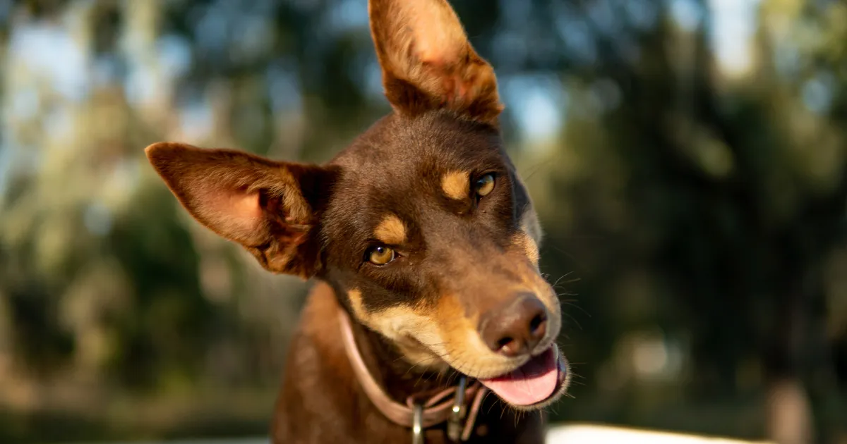 Working Kelpie