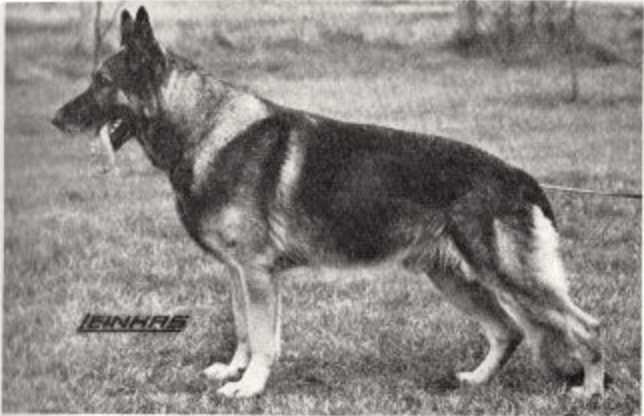 Nico vom Haus Beck | German Shepherd Dog 