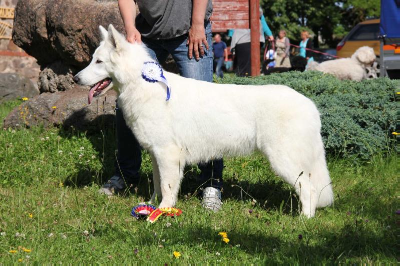 Albine Guardian Angel | White Swiss Shepherd Dog 