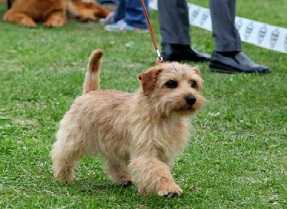 Lamonterra Galla Superleggera | Norfolk Terrier 