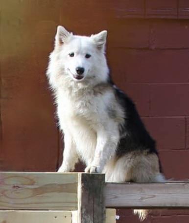 Aurvandil's To Boldly Go Frost Iskrital | Icelandic Sheepdog 