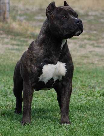 Gaffs Thief Of Gold | American Staffordshire Terrier 