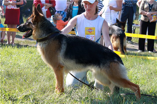 Luchia Nait Rouz | German Shepherd Dog 