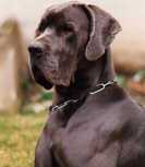 Eddy vom Hünengrab | Great Dane 