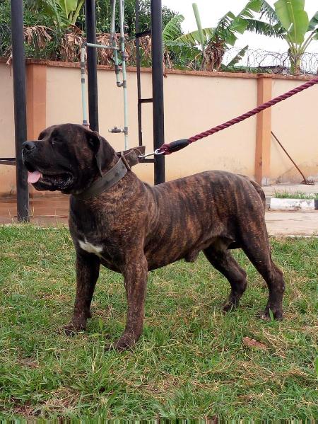 HIS DEXTER | African Boerboel 