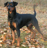 Lilla Enebys MAD-GHIBLI | German Pinscher 