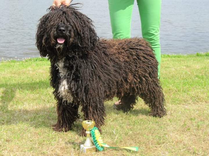 CHE UTRERA DE FRAGUEL'S | Spanish Water Dog 