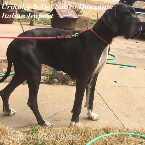 Urikahs-N del Satiro Danzanate | Great Dane 