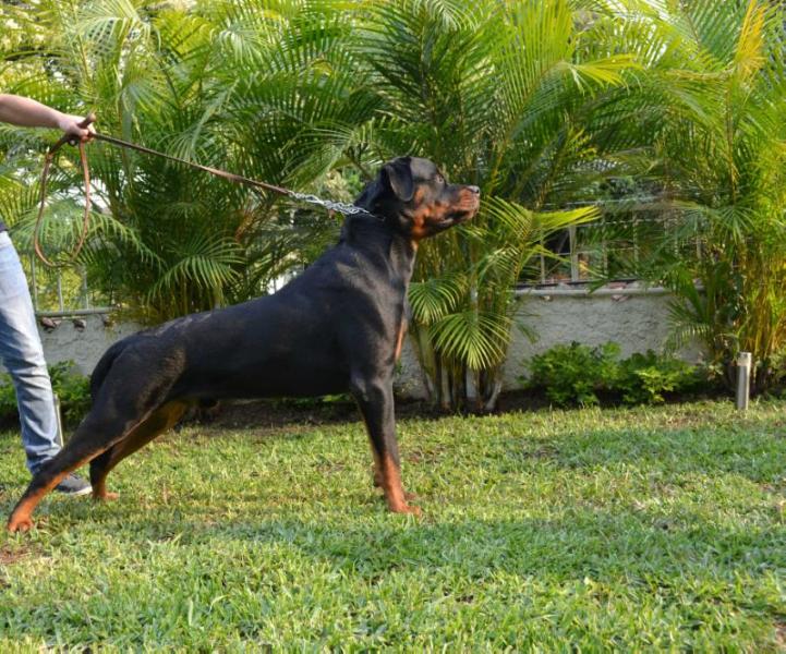 Yenko D' Von Weiler House | Rottweiler 