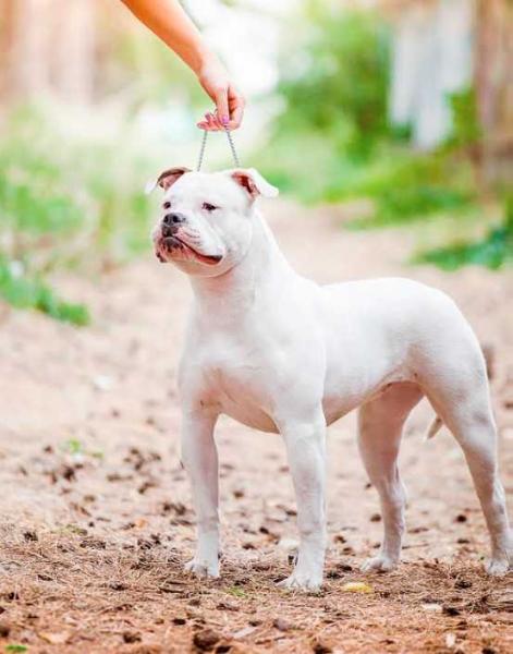 OSTWAYBULLS NIRVANA | American Bulldog 