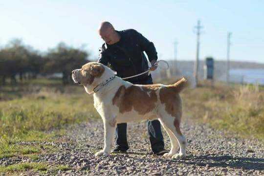 AMIR | Central Asian Shepherd Dog 