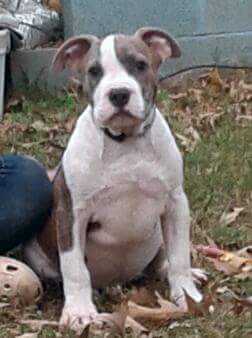Rolliens' Silent Guardian pet homed | American Pit Bull Terrier 