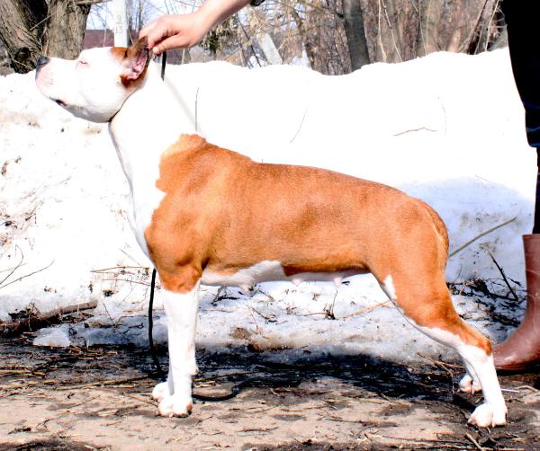 Style Smile Carry On | American Staffordshire Terrier 
