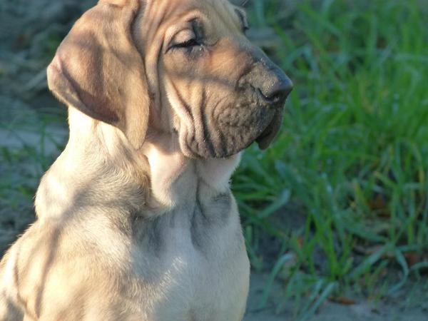 Fenna de Anjo da Guarda | Fila Brasileiro 