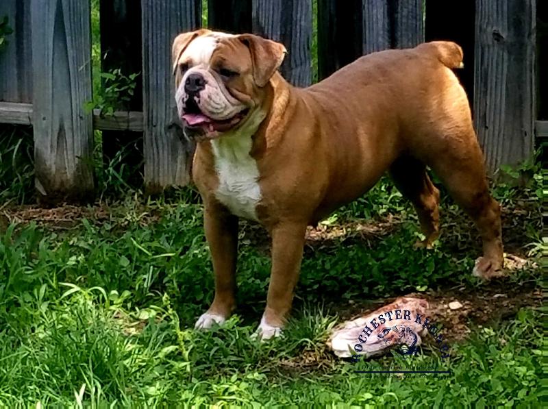 Molly Rochester | Olde English Bulldogge 