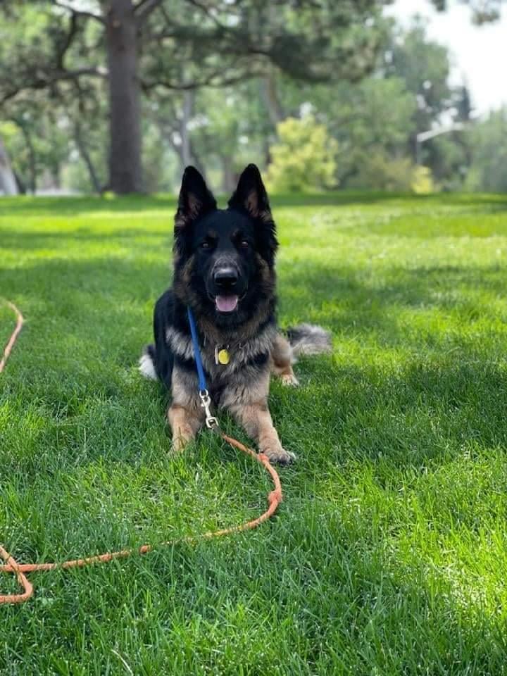 Mya Vom Renegat Haus | German Shepherd Dog 