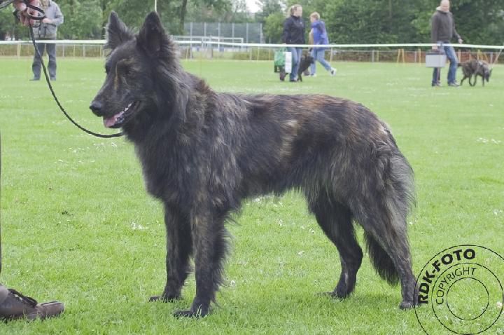 Gravin Grapphje van de Rozeborgh | Dutch Shepherd 