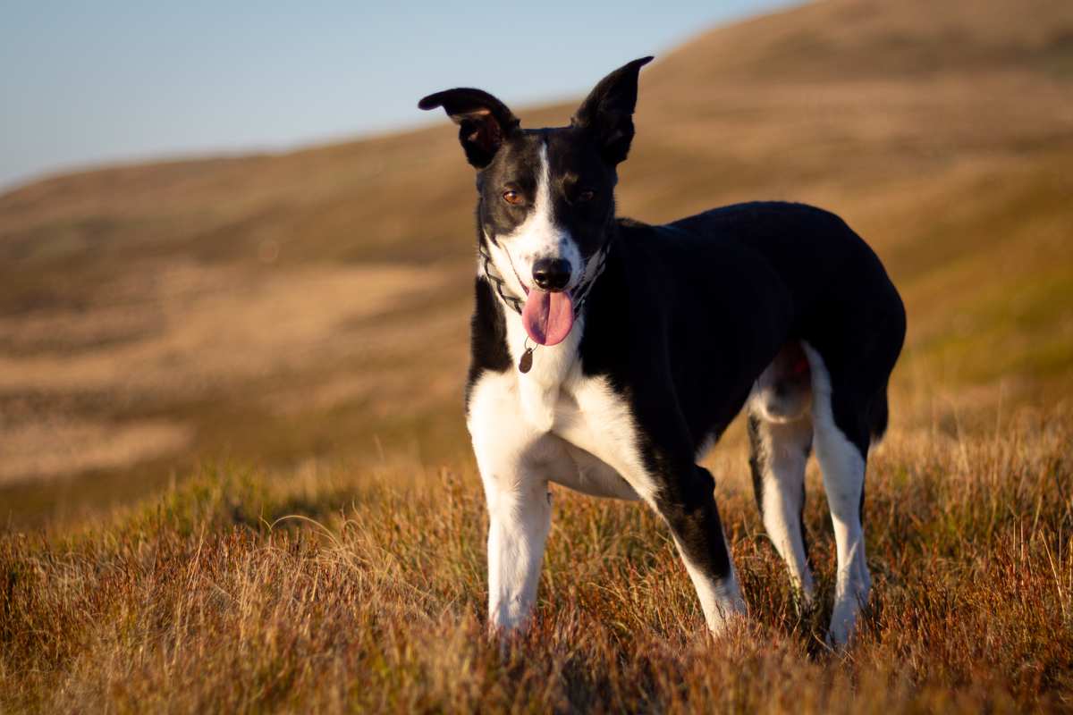 Welsh Sheepdog