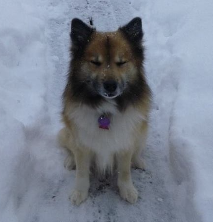 Isneista Spirit of Spori | Icelandic Sheepdog 