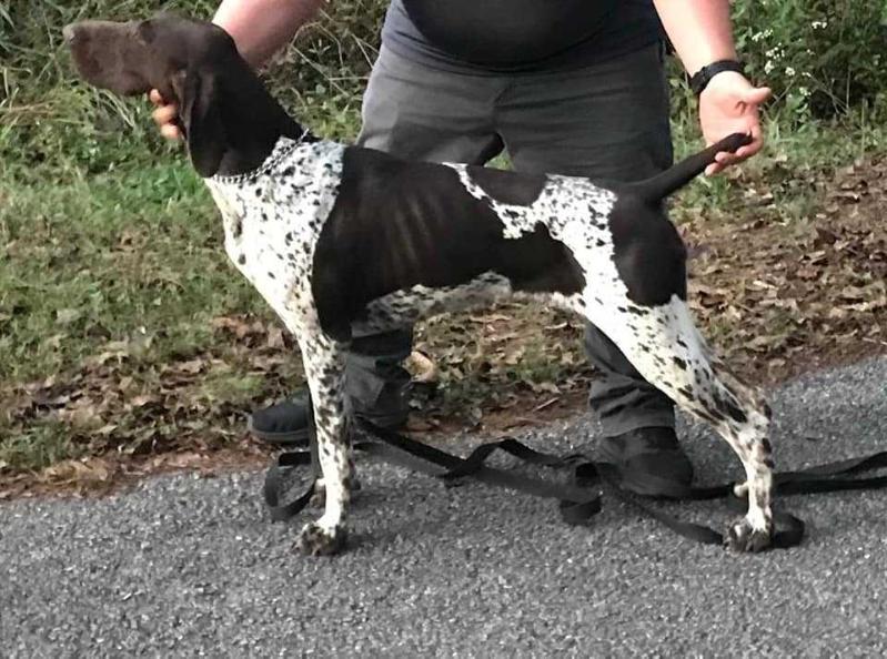 MEDITA HAUS ILLMARK | German Shorthaired Pointer 