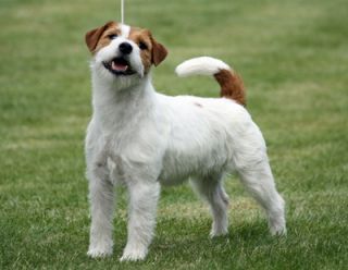 Saltisgardens Fredrika | Jack Russell Terrier 