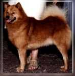 Jayenn's Firebrand Finn | Finnish Spitz 