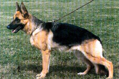 Burgl von Arminius | German Shepherd Dog 